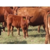 Image 14 : Hebert Livestock Ventures - 760# February Delivery Weaned Steers - 240 Head (Wawota, SK) VBP+