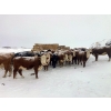 Image 21 : Merrick Campbell Herd Dispersal - 44 4 & 5 Year-Old Bred Cows (Calahoo, AB) VBP+
