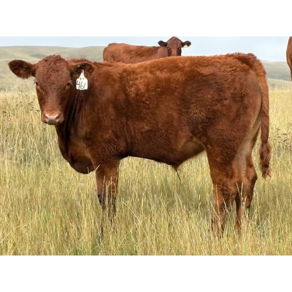 Paul & Krysten Gravelle - 575# October Delivery Steer Calves - 104 Head (Ceylon, SK) VBP+
