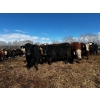 Image 15 : Chris Bartel - 1025# May Delivery Steers - 60 Head (Fort Vermilion, AB)