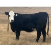 Image 6 : One Mile Ranch - 6 BBF Angus X Spring Calving Bred Heifers (Cowley, AB)