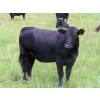 Image 10 : Taylor Enterprises Inc. - 875# September Delivery Grass Heifers - 210 Head (Wawota, SK)