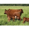 Image 11 : Lee Johnston - 35 Red/Red X Cow/Calf Pairs (Welwyn, SK)