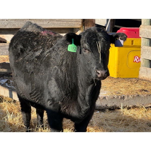 Fox Cattle Co. - 1 Bred Heifer (Pen 412)