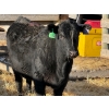 Image 1 : Fox Cattle Co. - 1 Bred Heifer (Pen 412)