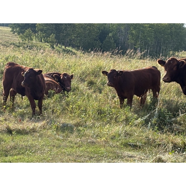 Munro Ranching - 540# October Delivery Heifer Calves - 85 Head (Cochrane, AB)