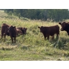 Image 1 : Munro Ranching - 540# October Delivery Heifer Calves - 85 Head (Cochrane, AB)
