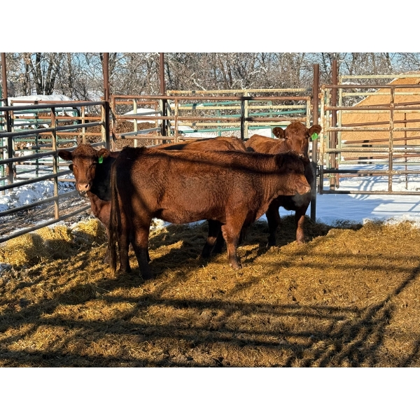 Daniel & Kim Doerksen - 4 Second Calvers (Pen 132)