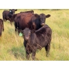 Image 12 : Clay Ridge Stock Farms Inc. - 580# Nov/Dec Steer Calves - 105 Head (Fairlight, SK)