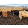 Image 6 : Rice Farms - 950# April Delivery Steers - 180 Head (Lacombe, AB)