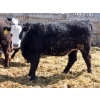 Image 7 : A&S Farms - 30 BWF Replacement Heifers (Coaldale, AB)