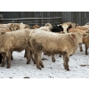 Image 2 : Strickland Farms - 825# February Delivery Steers - 66 Head (Corrine, SK)