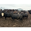Image 6 : French's Farm - 1025# October Delivery Steers - 180 Head (Kelwood, MB)