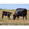 Image 5 : Tri Star Cattle - 580# October Delivery Steer Calves - 55 Head (Halkirk, AB)
