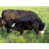 Image 6 : Greg Bramall - 650# November Delivery Steer Calves - 80 Head (Eckville, AB)