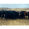 Image 2 : Seven O Ranches - 425# October Delivery Heifer Calves - 120 Head (Kamloops, BC)