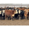 Image 6 : Grant & Hali Taillieu - 675# March Weaned Steers - 440 Head (Drayton Valley, AB)