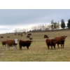 Image 16 : 130 Mile Ranch - 600# October Delivery Steer Calves - 90 Head (Lac La Hache, BC)