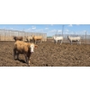 Image 10 : Cattlewood Farms Ltd. - 805# June/July Delivery Heifers - 75 Head (Fincastle, AB)
