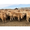 Image 8 : Williamson Farms - 925# February Delivery Heifers - 292 Head (Bow City, AB)
