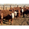 Image 8 : Rob Mossey - 925# March Delivery Steers - 67 Head (Vauxhall, AB)
