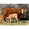 Image 11 : Sand Creek Enterprises - 630# October Delivery Steer Calves - 46 Head (Duchess, AB)