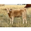 Image 10 : Kokay Farms Ltd. - 660# Heifer Calves - 45 Head (Rosemary, AB)