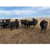 Image 6 : Lowe Ranches - 685# March Delivery Steers - 44 Head (Nanton, AB)