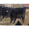 Image 2 : Rock Creek Cattle Co. Ltd. - 530# December Delivery Weaned Heifers - 38 Head (Nanton, AB) VBP+