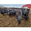 Image 2 : Cattlewood Farms Ltd. - 820# March Delivery Heifers - 105 Head (Stirling, AB)
