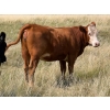 Image 6 : Riverbend Ranch - 850# October Delivery Grass Heifers - 120 Head (Coronation, AB)
