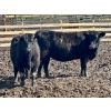 Image 2 : East Hilltop Holdings - 24 Black Maine X Angus Replacement Heifers (Carstairs, AB)