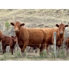 Image 4 : Meyer Cattle Inc. - 10 Red Angus X 4th Calf Pairs (Lethbridge, AB)