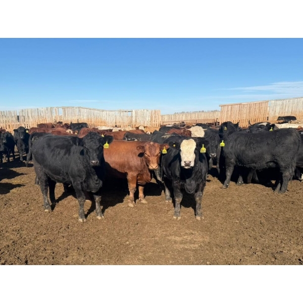 Hegedys Ranching - 1030# October Delivery Heifers - 155 Head (Acme, AB)