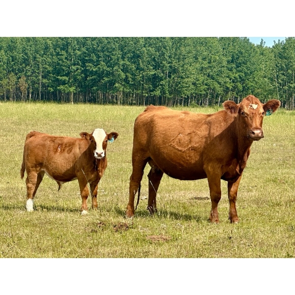 Mullen Land & Cattle Co. - 550# September Delivery Steer Calves - 110 Head (Peers, AB)
