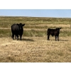 Image 9 : Dar-Lin Ranching - 550# November Delivery Steer Calves - 110 Head (Big Stone, AB)