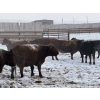 Image 8 : Elkwater Farming Co. - 1630# Cows - 520 Head (Elkwater, AB)