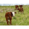 Image 4 : Pine Ranch Ltd. - 500# November Delivery Steer Calves - 95 Head (Morse, SK) VBP+