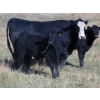 Image 6 : Susy Friesen - 550# October Delivery Steer Calves - 55 Head (Patricia, AB)