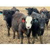Image 5 : 9X Enterprises - 750# April Delivery Steers - 135 Head (Millicent, AB)