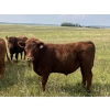Image 5 : Eric Tarrant - 930# Aug/Sept Delivery Grass Steers - 29 Head (High River, AB)
