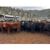 Image 1 : Frolek Cattle Co. - 730# March/April Delivery Heifers - 85 Head (Knutsford, BC)