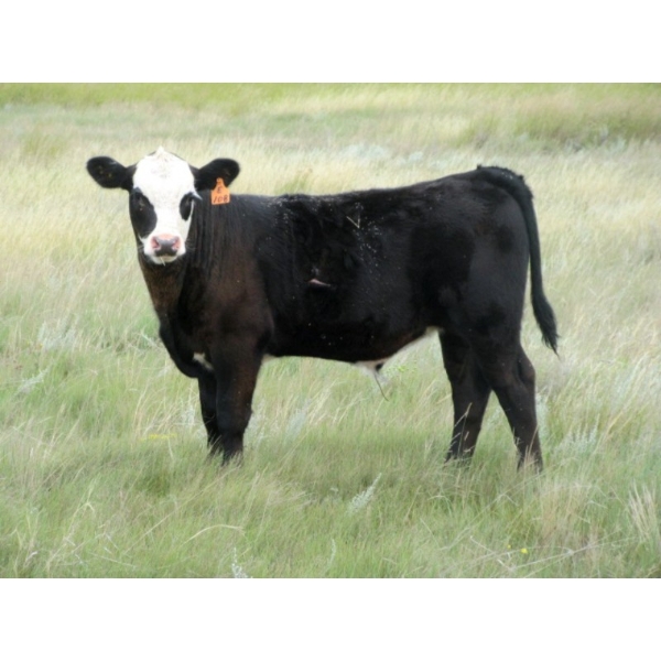 Rommens Farm Ltd. - 590# October Delivery Steer Calves - 90 Head (Brooks, AB)