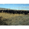 Image 4 : M.S. MacLean Livestock - 1500# Cows - 55 head (Coaldale, AB)