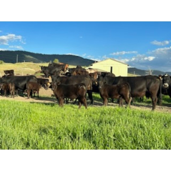 J. Manning & A. Bates - 550# October Delivery Steer Calves - 73 Head (Hat Creek, BC)