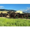 Image 1 : J. Manning & A. Bates - 550# October Delivery Steer Calves - 73 Head (Hat Creek, BC)