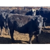Image 6 : Jarokosky Farms - 800# March/April Delivery Heifers - 40 Head (Lethbridge, AB)