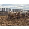 Image 9 : Greg Trewin - 950# March/April Delivery Steers - 126 Head (Coulter, MB)