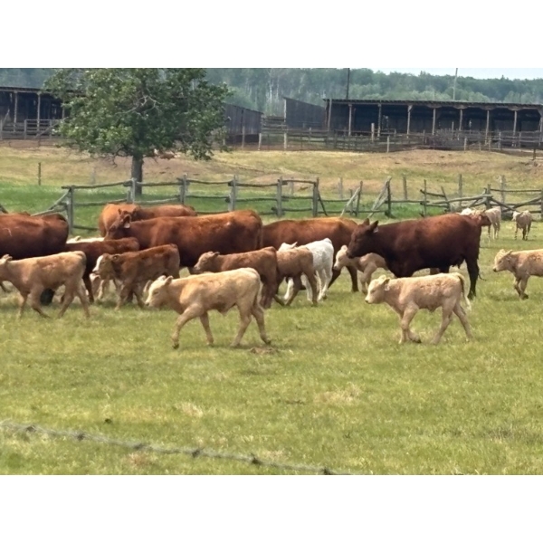 Franklin Cattle Co. - 650# November Delivery Steer Calves - 275 Head (Marwayne, AB)