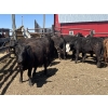 Image 5 : Lake Thelma Farms - 770# May Delivery Heifers - 35 Head (Coronation, AB)